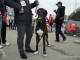 dog-show-sm2014-16