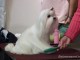 dogshow-satumare-2014-01