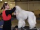 dogshow-satumare-2014-04