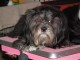 dogshow-satumare-2014-05