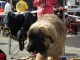 dogshow-satumare-2014-06