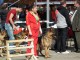 dogshow-satumare-2014-08