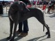 dogshow-satumare-2014-09