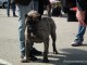 dogshow-satumare-2014-10