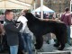 dogshow-satumare-2014-11