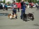 dogshow-satumare-2014-14
