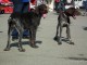 dogshow-satumare-2014-15