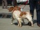 dogshow-satumare-2014-16