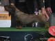dogshow-satumare-2014-17