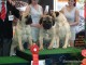 dogshow-satumare-2014-20