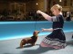 dogshow-satumare-2014-23