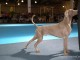 dogshow-satumare-2014-24