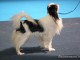dogshow-satumare-2014-25
