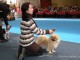 dogshow-satumare-2014-26