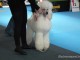 dogshow-satumare-2014-28