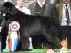 dogshow-satumare-2014-31