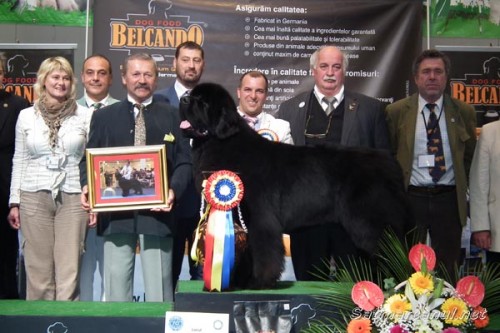 dogshow-satumare-2014-33