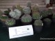 cactus01