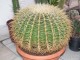 cactus02