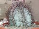 cactus04