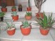 cactus05