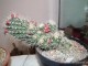cactus06