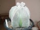 cactus07