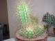 cactus08