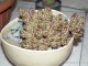 cactus09