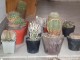 cactus18