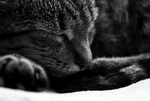 DSC_0017123k