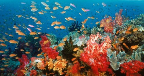 ocean