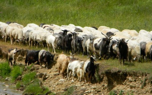 ciobani