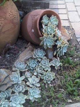 gradina (9)
