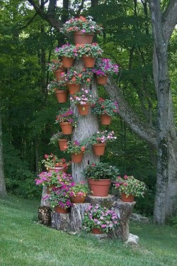 gradina5