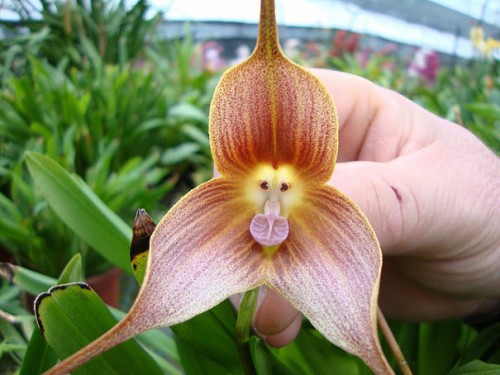 natura1