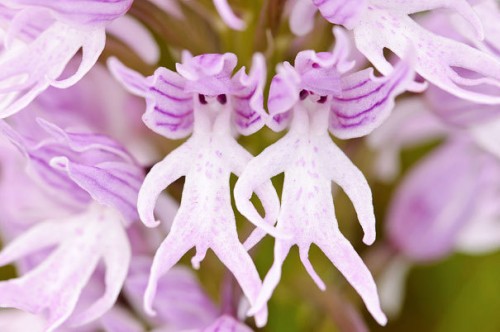 natura2