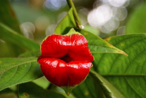 natura4