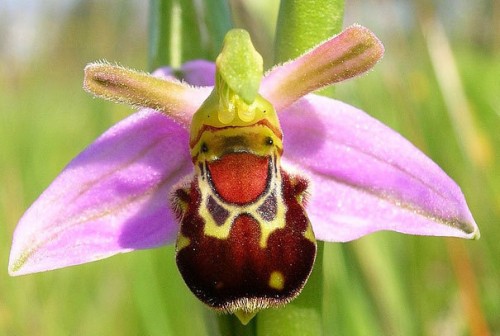 natura5