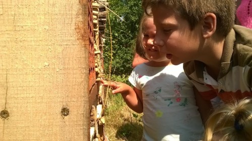insecte