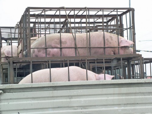porci