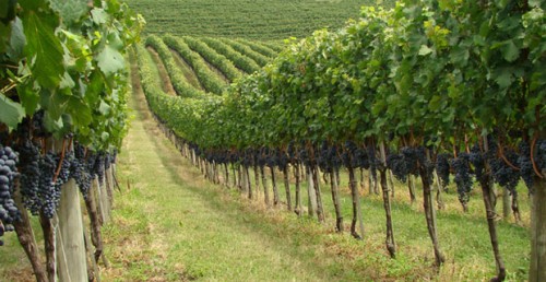 viticultura