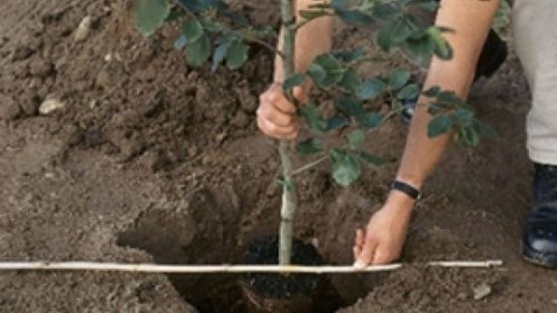 plantare