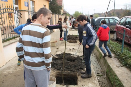 plantari4