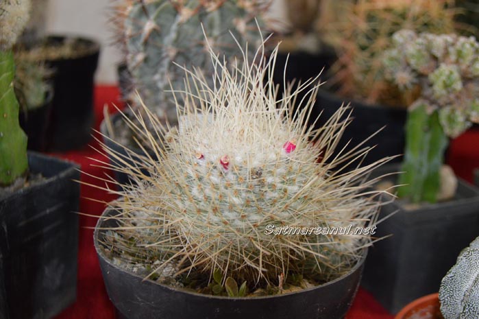 cactusi1