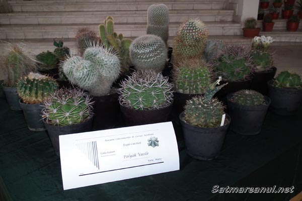 cactusi1