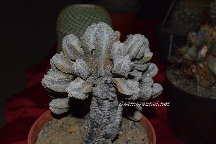 cactusi10