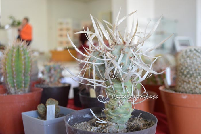 cactusi11
