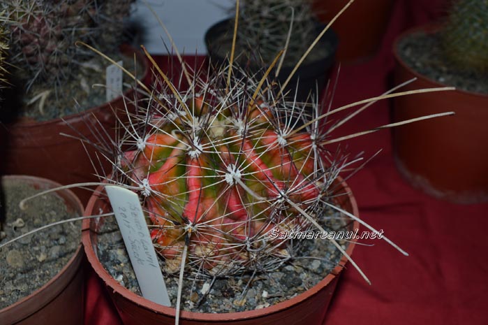 cactusi12
