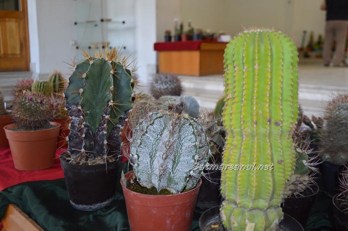 cactusi13